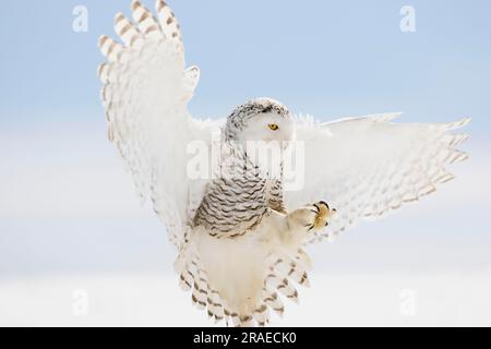 Snowy Owl (Nyctea scandiaca), female Stock Photo
