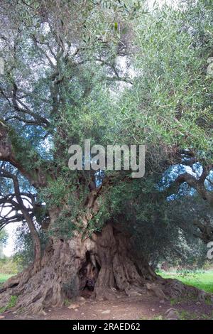 Old olive tree, Sardinia (Olea europaea silvestris), Wild olive tree, Italy Stock Photo