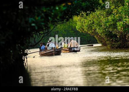 Pichavaram mangrove alayathi kadugal forest near Chidambaram, Tamil ...