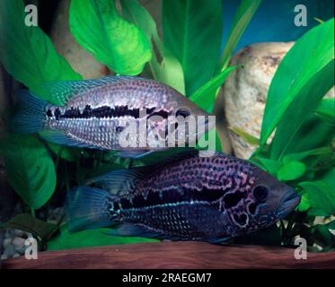 Blue acara (Aequidens pulcher), blue spotted cichlids Stock Photo