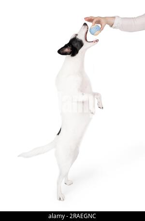 Cute white young border collie standing on hind legs paws on white background Stock Photo