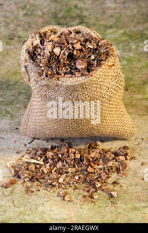 Wood avens (Geum urbanum) (Radix gei urbani), benedict root, buschnelk ...