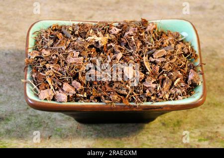 Wood avens (Geum urbanum) (Radix gei urbani), benedict root, buschnelk ...