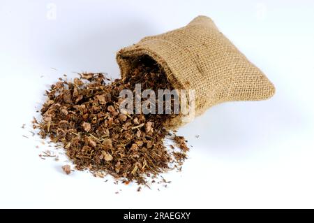Wood avens (Geum urbanum) (Radix gei urbani), Benedicte root, buschnelk ...