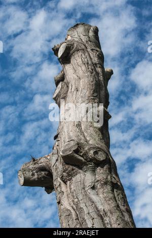 Grey tree trunk without branches photographed against a cloudy, blue sky Stock Photo