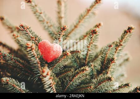 Romantic heart symbol on the branches of small fir tree Stock Photo