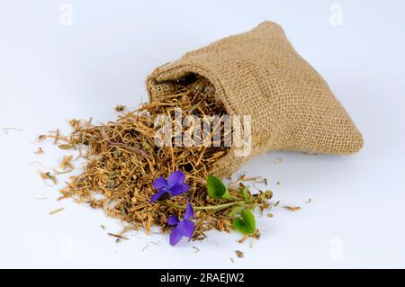 Violet of the March, Violet of the March, Violet of the March, Fragrant Violet (Viola odorata), True Violet, Fragrant Violet Stock Photo