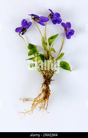 Violet of March, Fragrant Violet (Viola odorata), True Violet, Scented Violet Stock Photo