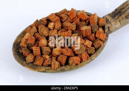 Red-rooted sage root (Salviae miltiorrhizae Radix), Dan Shen Stock Photo