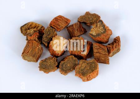 Red-rooted sage root (Salviae miltiorrhizae Radix), Dan Shen, cut out, object Stock Photo