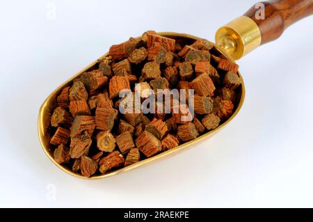 Red-rooted sage root (Salviae miltiorrhizae Radix), Dan Shen Stock Photo