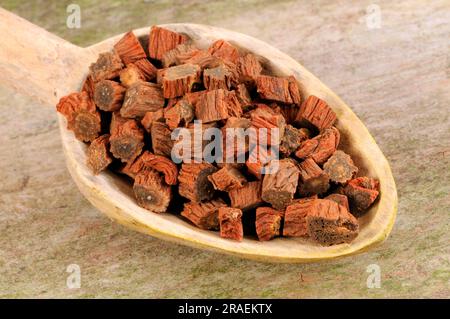 Red-rooted sage root (Salviae miltiorrhizae Radix), Dan Shen Stock Photo