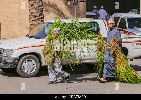 Two young men carry grass plants on the road to Nizwa souk, Oman, Arabian Peninsula, Asia Stock Photo