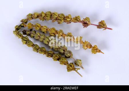 Fine-leaved Schizonepeta (Schizonepeta herb), Jing Jie Stock Photo