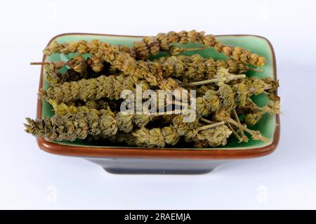 Fine-leaved Schizonepeta (Schizonepeta herb), Jing Jie, cut out, object Stock Photo