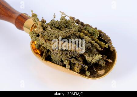 Fine-leaved Schizonepeta (Schizonepeta herb), Jing Jie Stock Photo