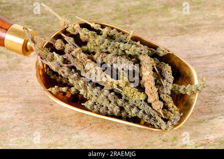 Fine-leaved Schizonepeta (Schizonepeta herb), Jing Jie Stock Photo