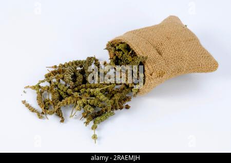 Fine-leaved Schizonepeta (Schizonepeta herb), Jing Jie, cut out, object Stock Photo