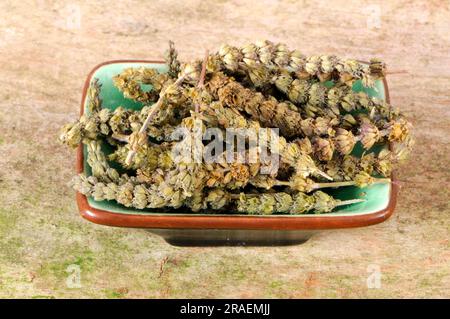 Fine-leaved Schizonepeta (Schizonepeta herb), Jing Jie Stock Photo