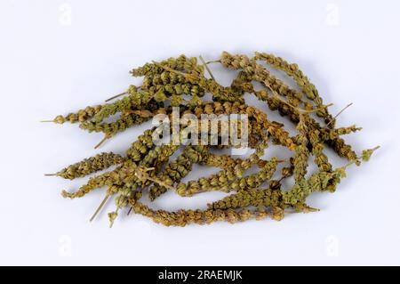 Fine-leaved Schizonepeta (Schizonepeta herb), Jing Jie Stock Photo