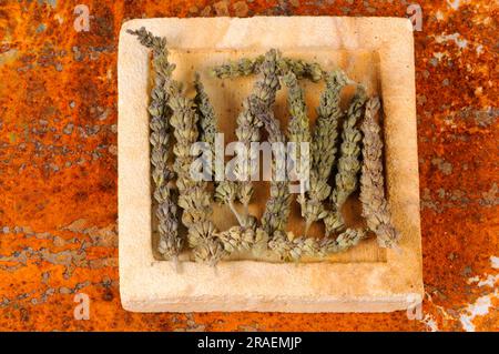 Fine-leaved Schizonepeta (Schizonepeta herb), Jing Jie Stock Photo