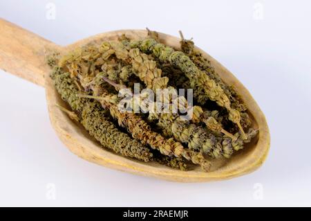 Fine-leaved Schizonepeta (Schizonepeta herb), Jing Jie Stock Photo