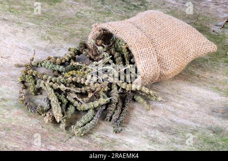 Fine-leaved Schizonepeta (Schizonepeta herb), Jing Jie Stock Photo