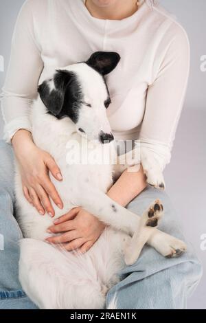 relaxed cute dog on owners laps. love and trust Stock Photo