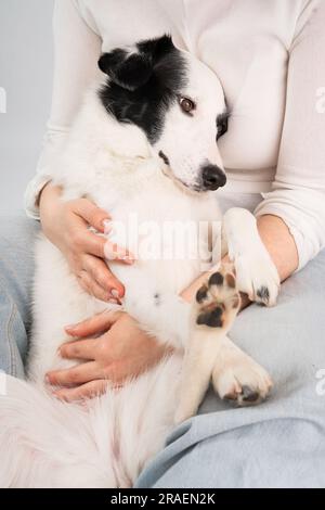Adorable relaxed dog resting on owners laps. Stock Photo