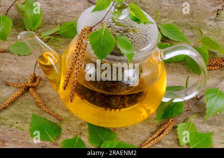 Pot birch leaf tea, sand birch, white birch, weeping birch (Betula ...