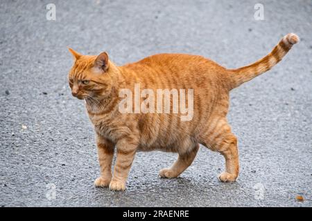 Ginger tom  cat  red haired cat Stock Photo