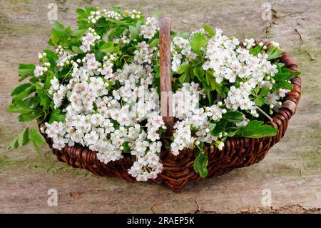 Common Common hawthorn (Crataegus monogyna), Basket Stock Photo