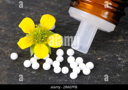 Wood avens (Geum urbanum), globules, Benedicte root, buschnelk root ...