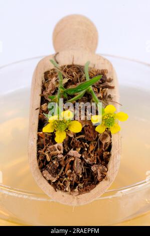 Cup of real (Geum urbanum) clove root tea, benedicte root, buschnelk ...