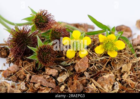Geum urbanum, carnation root Stock Photo - Alamy