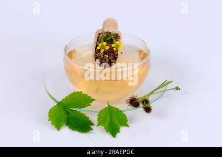 Wood avens (Geum urbanum), Benedicte root, buschnelk root, Hail to all ...