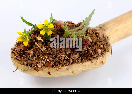 Geum urbanum, carnation root Stock Photo - Alamy