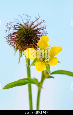 Wood avens (Geum urbanum), Benedicte root, buschnut root, all-world ...