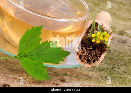 Cup of real (Geum urbanum) clove root tea, benedicte root, buschnelk ...