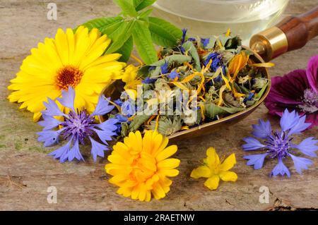 Dried blue mallow flowers hi-res stock photography and images - Alamy