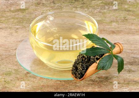 Cup of Jiao-gu-lan tea, Jiaogulan, female ginseng, immortality herb (Gynostemma pentaphyllum) Stock Photo