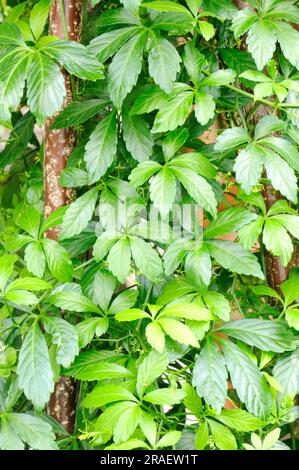 Jiaogulan, Gynostemma pentaphyllum, Jiao Gu Lan, closeup green plant leaves  isolated on white studio background. Jiaogulan is used as a herb and in te  Stock Photo - Alamy
