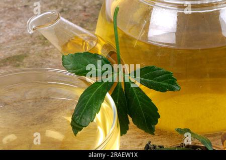 Cup and pot of Jiao-gu-lan tea, Jiaogulan, female ginseng, immortality ...