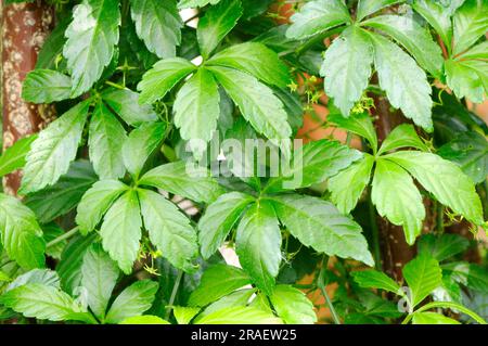 Semi Di Jiaogulan (Gynostemma Pentaphyllum) – Pianta Perenne E Rustica Per Giardino E Balcone – 100 Semi