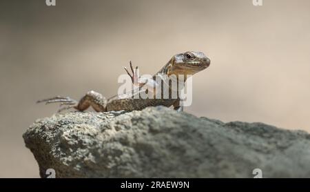 Gran Canaria giant lizard lifting its foot, Gallotia stehlini, the largest reptiles within the family Lacertidae, this lizard is found in Canary Stock Photo