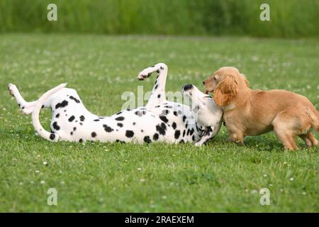 Dalmatian and English Cocker Spaniel, 5 months, English Cocker Spaniel Stock Photo