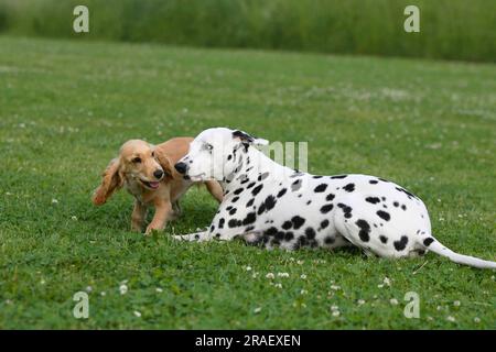 Dalmatian and English Cocker Spaniel, 5 months, English Cocker Spaniel Stock Photo