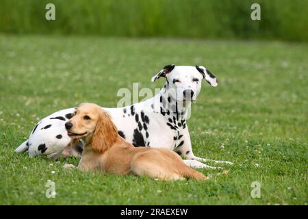 Dalmatian and English Cocker Spaniel, 5 months, English Cocker Spaniel Stock Photo