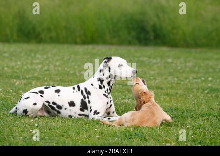 Dalmatian and English Cocker Spaniel, 5 months, English Cocker Spaniel Stock Photo