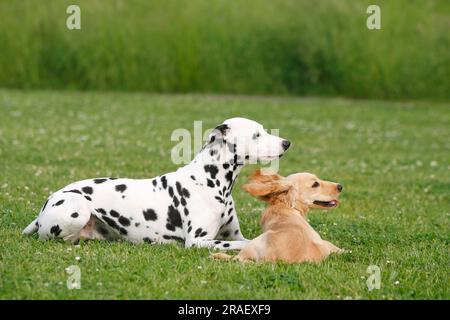 Dalmatian and English Cocker Spaniel, 5 months, English Cocker Spaniel Stock Photo